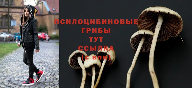 Псилоцибиновые грибы Cubensis  наркота  Окуловка 